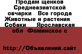 Продам щенков Среднеазиатской овчарки - Все города Животные и растения » Собаки   . Ярославская обл.,Фоминское с.